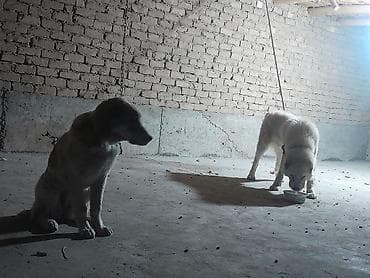 Ит бекер берем: Щенки/молодые собаки крупной породы (тип алабая/овчарки) с густой — 1