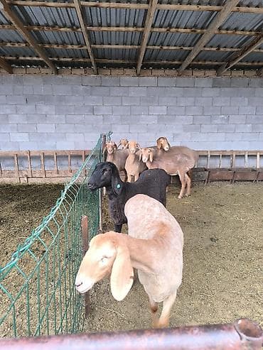 арабские лошади цена: Продаю | Ягненок | Арашан | Для разведения | Ярка — 4