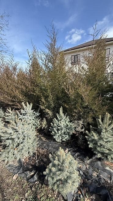 Уголь: Продаю! Можжевельник коллоновидный - от 2х метров (4000 сом) — 5