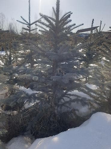 Үй жана бакча: Ель голубая (Picea pungens) — декоративные саженцы с плотной — 2
