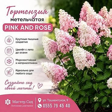 Көчөттөр Акылуу жеткирүү, Өзү алып кетүү