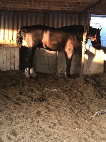 продаю охотничий собаку дратхар: Продаю | Конь (самец) | Рабочий — 10