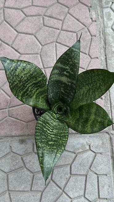 Сансевиерия (Sansevieria), компактная розетка в горшке — 1