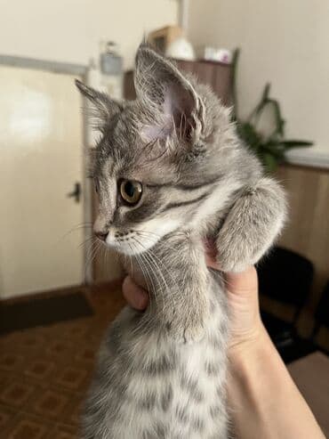 китайская кошка: Кошка даром: Беспородная, 3 месяца, Девочка, Приучена к лотку, Проглистована — 4