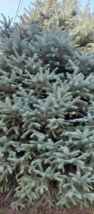 пляжный зонтик цена: Голубой ель высота примерно 5 или 6 метров — 1