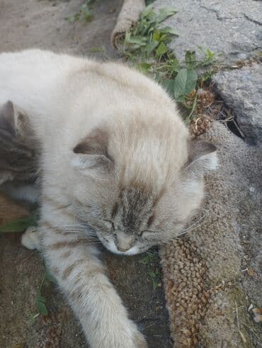 британская короткошёрстная кошка сколько стоит: Котята с окраском колор-пойнт (сиамский тип). Описание: - Окрас — 7