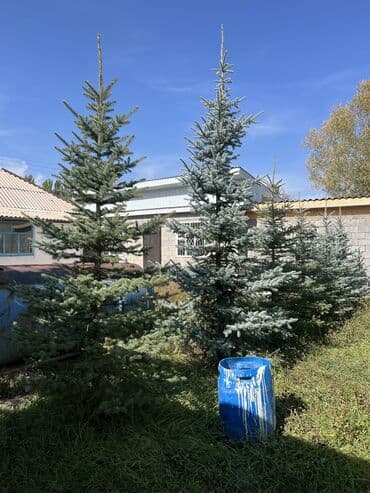 саженцы туя колоновидный: Голубой ель 🌲 
Ухоженные
3 метра и выше — 5