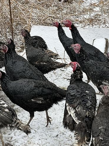 кыргыз довот ит: Черный принц — 6