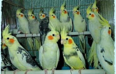 домик для волнистых попугаев: Попугаи разных видов Волнистые Каркллы Неразлучники Ожиреловые — 13