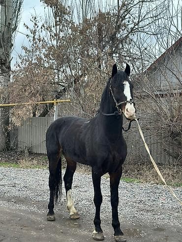жылкы жаныбар: Сатам | Байтал | Жумушка — 1