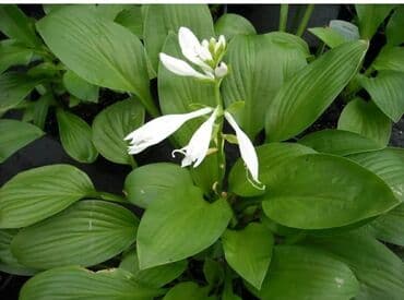 где купить саженцы гортензии в бишкеке: Көчөттөр гүлдүн: Өзү алып кетүү — 1