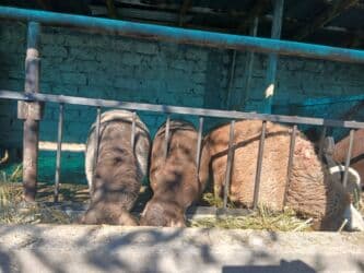 в связи с переездом отдам попугая жако в добрые руки: Продаю | Овца (самка) | Для разведения | Матка — 3