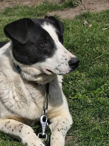 собаки лайка: Собака даром: Дворняжка, 2 года, Самка, С прививкой — 2