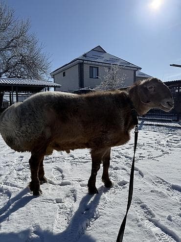 ош жапалак: Сатам | Кочкор (эркек) | Арашан | Көбөйтүү үчүн | Жасалма жол менен боозутуу — 3
