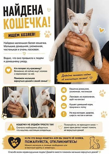Животные: Найдена домашняя кошечка: белая, молодая, аккуратная и очень ласковая — 1