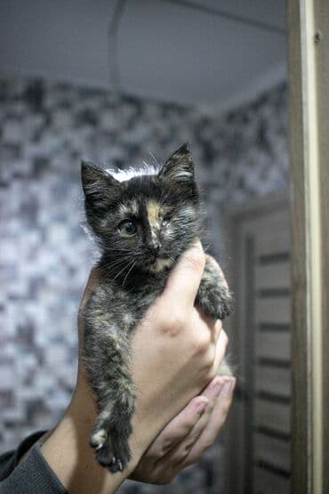 африканские сом малек: Кошка даром: Беспородная, 1 месяц, Мальчик, Метис — 3