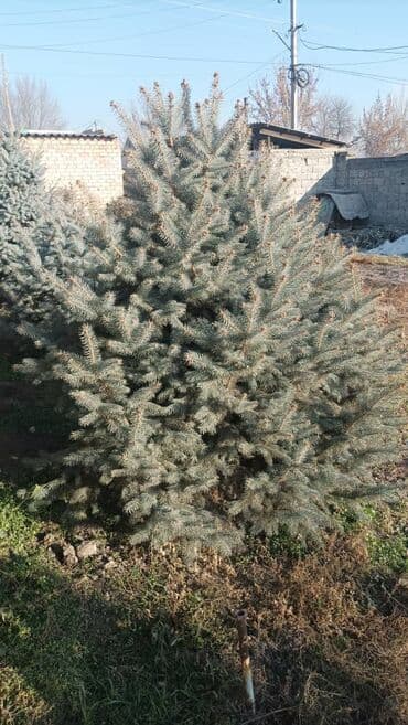 тачку садовую купить: Саженцы деревьев: Ели — 4