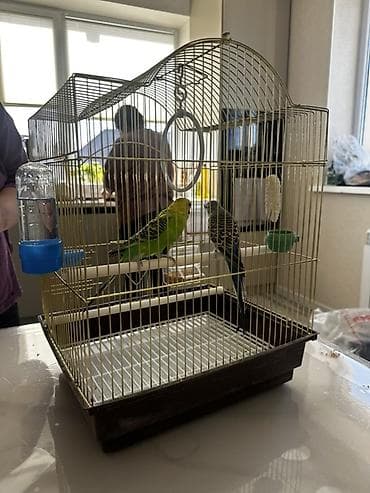 зоомагазин бишкек птицы: Клетка с волнистыми попугайчиками с полным базовым набором — 3