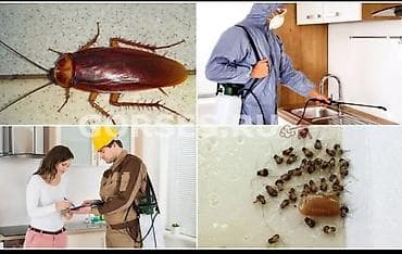 Дезинсекция от тараканов Профессиональная обработка квартир, домов