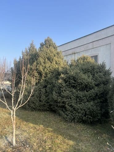 буфет в аренду: Ель голубая (Picea pungens) — крупномерные экземпляры для озеленения — 5