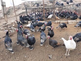 дома для кошек: Продаю | Индюшка (самка) | Черный принц, Северокавказская | На забой | Племенные — 3