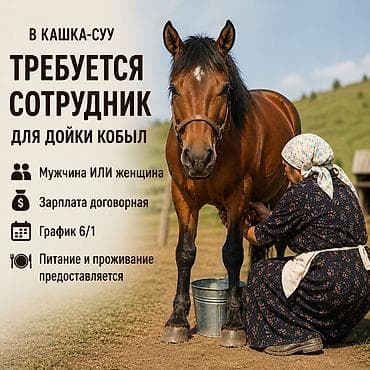 работа девушки: В с. Кашка Суу требуется сотрудник (мужчина или женщина) для дойки — 1