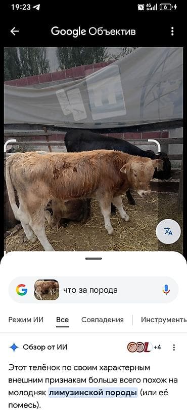 животные собака: Продаю | Бык (самец) | Абердин-ангус | На откорм — 8