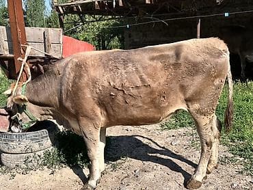 сова живая: Продаю | Корова (самка) | Для молока — 2