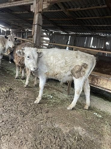 Аквариумы: Продаю | Музоо, торпок | Полукровка | На откорм — 2