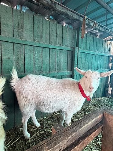 Козы, козлы: Продаю | Коза (самка) | Зааненская | Для разведения — 10