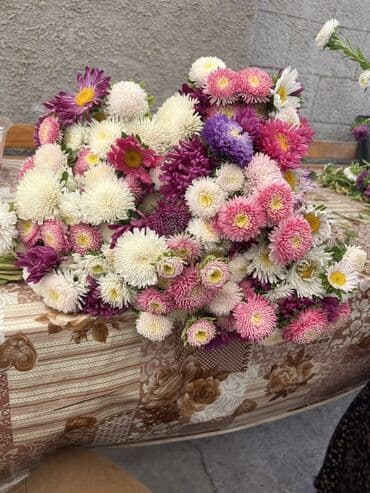 где купить водоросли для аквариума: Букеты из живых астр - Пышные композиции из садовых астр разных — 2