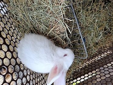 canada goose: Продаю | Крольчата | Фландр | Для разведения — 3