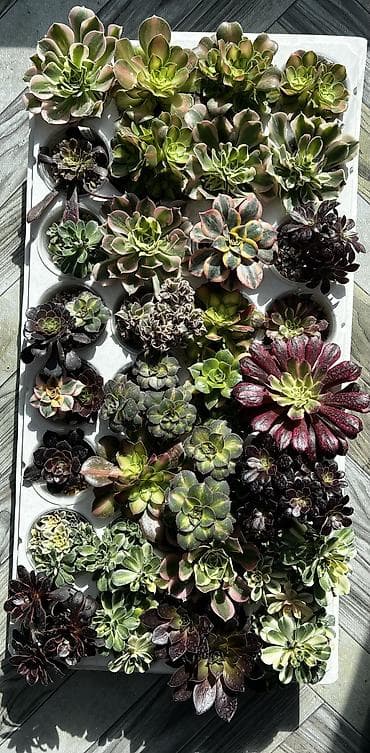 Текстиль: Продаю суккуленты: эхеверии, седумы, крассулы, эониумы алоэ — 4