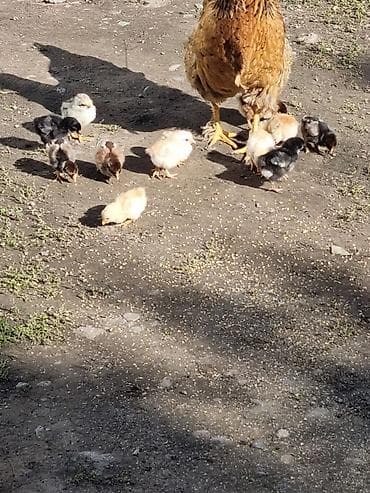 гуси линда: Продаю | Цыплята | Домашняя | Для разведения — 1