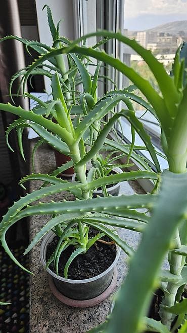 aloe: Целебный хороший алоэ 3 года! с детками Неприхотлив в уходе. Яркий — 2
