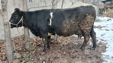 Кошки: Продаю | Корова (самка) | Для разведения, Для молока | Стельные — 2