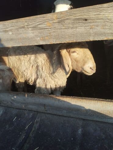племенные коровы молочные купить: Продаю | Овца (самка) | Для разведения — 1