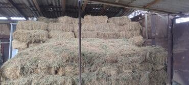 кормовая соль для животных: Сено второго укоса, привезено из Чон-Кемина. Количество: 234 тюка — 4
