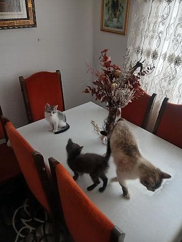Сиамская, 2 месяца, Мальчик, Проглистована at lalafo.kg Сиамская, 2 месяца, Мальчик, Проглистована