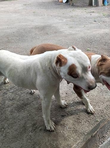 товары для собак: Питбуль, 11 месяцев, Самец — 4