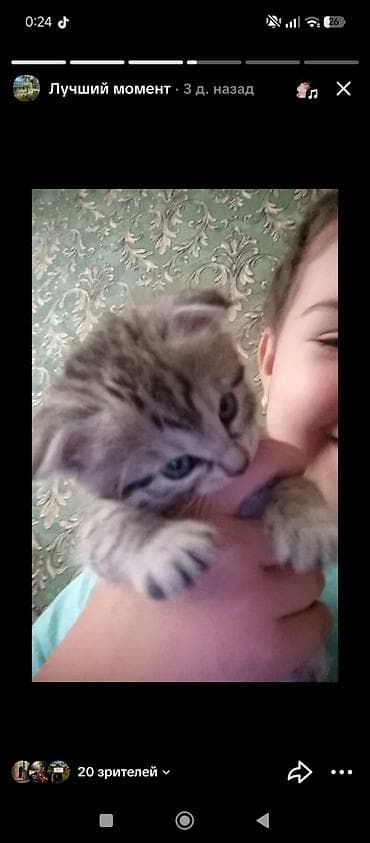 као мани: Котёнок с серебристым тигровым окрасом (табби). - Полосатая короткая — 3