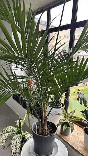 Пальма в горшке Арека по акции💥💥💥вместо 3500 🔥🔥🔥🔥🔥2800 сом - Крупное