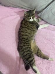 продаю в связи с переездом: Найдена : Девочка, Биколор — 4