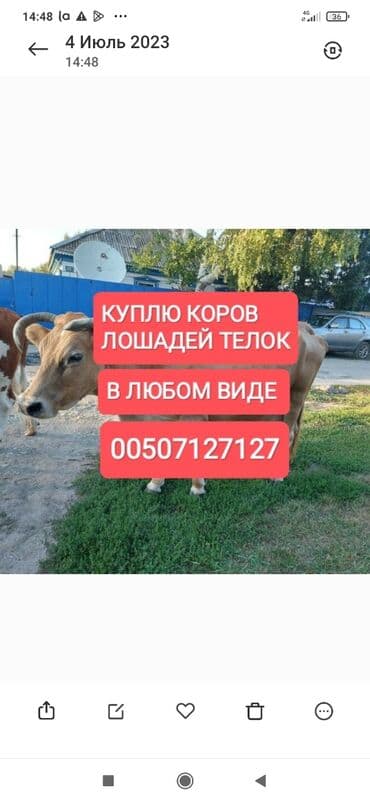 Куплю | Коровы, быки, Лошади, кони | Круглосуточно, Любое состояние, Забитый at lalafo.kg Куплю | Коровы, быки, Лошади, кони | Круглосуточно, Любое состояние, Забитый