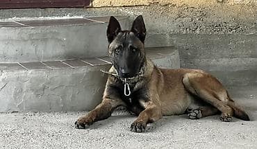 Животные: Бельгийская овчарка, 8 месяцев, Самец, С родословной, С прививкой — 2