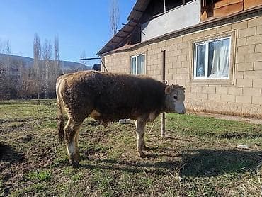 бык бык: Продаю | Бык (самец) | На откорм | Привязанные — 3