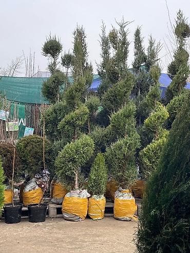 штамбовые: Ту я можжевельники разной формы ( спираль бонсай, пирамида глобус — 1