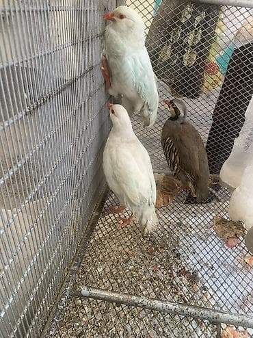 Кочкорлор, койлор: Продаются птицы — кеклики (Chukar partridge). Описание: - Вид: кеклик — 4