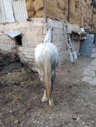 купить рабочую охотничью собаку: Сатам | Жылкы (эркек) | Жумушка — 4