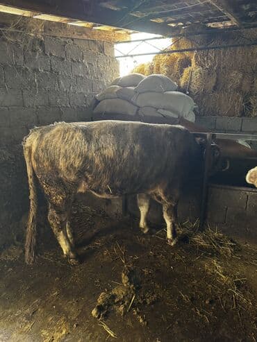 продам щенка овчарки: Продаю | Бык (самец) | Симментальская | На откорм | Племенные — 9